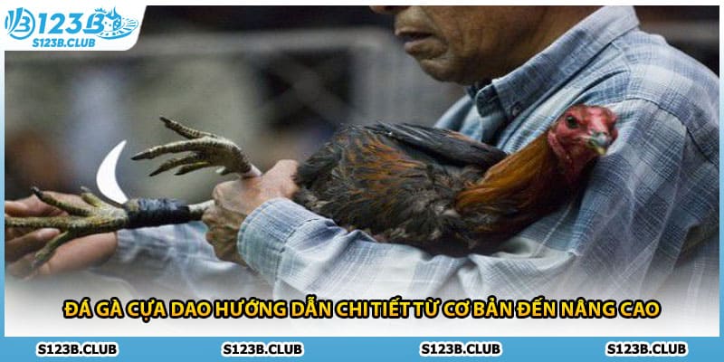 Đá Gà Cựa Dao Hướng Dẫn Chi Tiết Từ Cơ Bản Đến Nâng Cao
