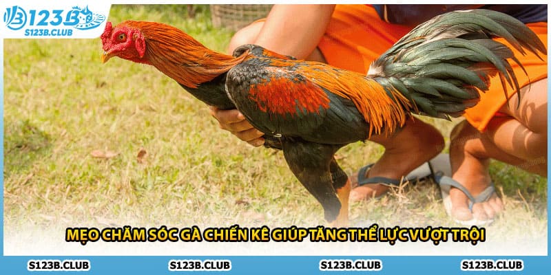 Mẹo Chăm Sóc Gà Chiến Kê Giúp Tăng Thể Lực Vượt Trội