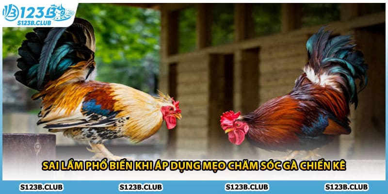 Sai lầm phổ biến khi áp dụng mẹo chăm sóc gà chiến kê
