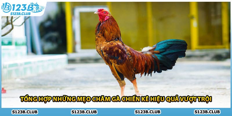 Tổng hợp những mẹo chăm gà chiến kê hiệu quả vượt trội