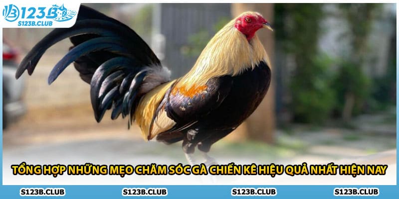 Tổng hợp những mẹo chăm sóc gà chiến kê hiệu quả nhất hiện nay